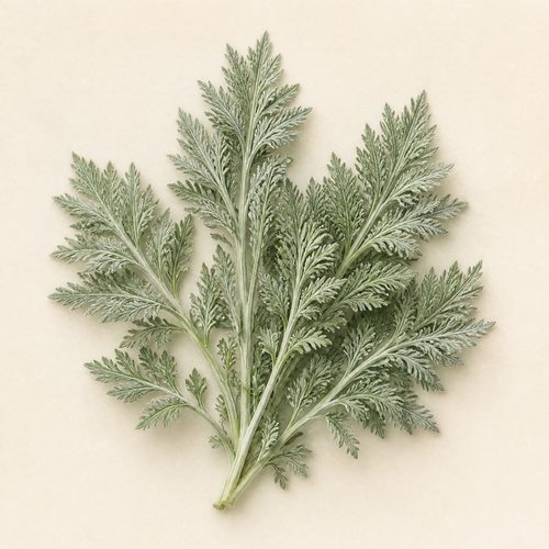 Wormwood